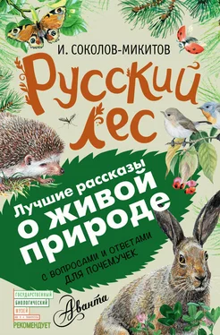 Иван Соколов-Микитов Русский лес. С вопросами и ответами для почемучек обложка книги