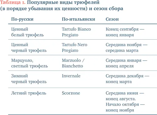 Деликатесные сорта не подлежат длительному хранению Самыйсамый вид трюфеля - фото 4