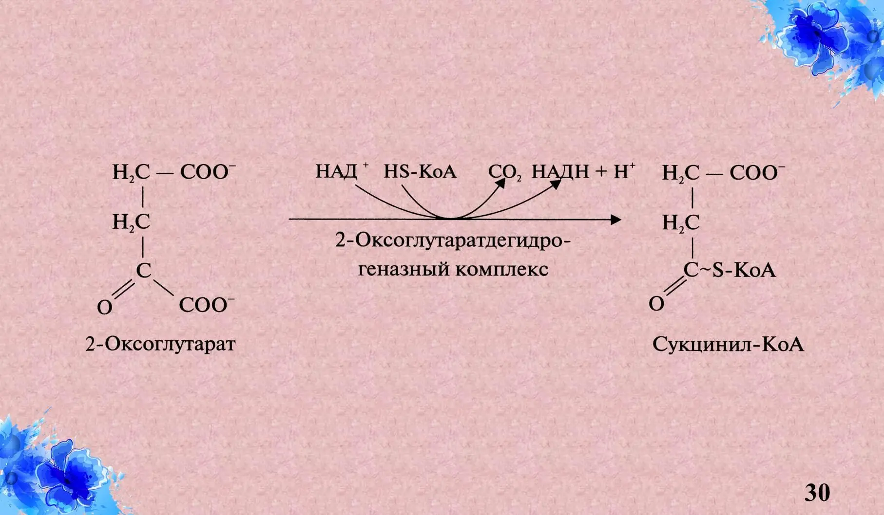 VIII Биологическ - фото 13