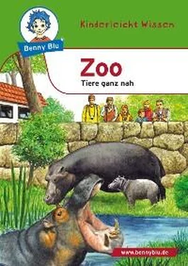 Renate Wienbreyer Benny Blu - Zoo обложка книги