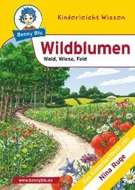 Nina Ruge Benny Blu - Wildblumen обложка книги