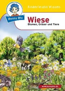 Margit Bochenek Benny Blu - Wiese обложка книги