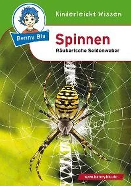 Verena Wagner Benny Blu - Spinnen обложка книги