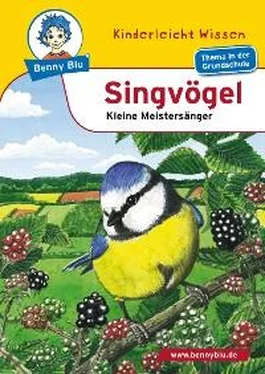 Alexandra von Plüskow Benny Blu - Singvögel обложка книги