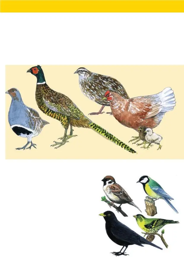 Vogelfamilie Es gibt ungefähr 8000 verschiedene Vogel arten Vögel mit - фото 6