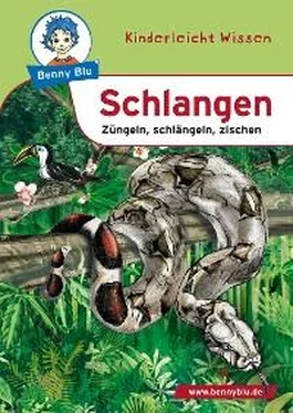 Susanne Hansch Benny Blu - Schlangen обложка книги