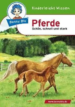 Nicola Herbst Benny Blu - Pferde обложка книги
