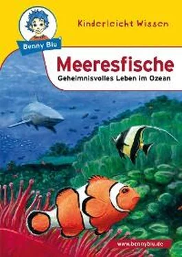 Sabrina Kuffer Benny Blu - Meeresfische обложка книги
