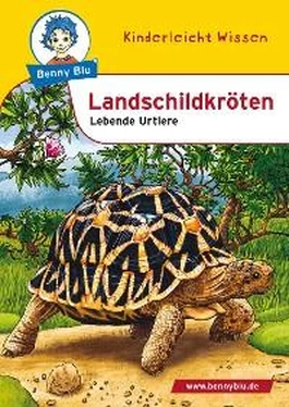 Simon Eckstein Benny Blu - Landschildkröten обложка книги
