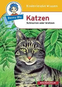 Nicola Herbst Benny Blu - Katzen обложка книги