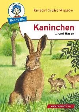 Nicola Herbst Benny Blu - Kaninchen обложка книги