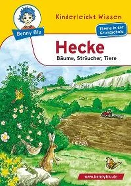 Susanne Hansch Benny Blu - Hecke обложка книги