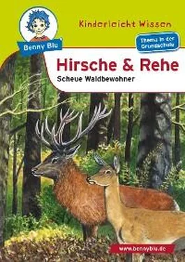 Renate Wienbreyer Benny Blu - Hirsche und Rehe обложка книги