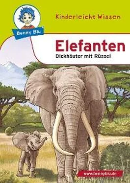Nicola Herbst Benny Blu - Elefanten обложка книги
