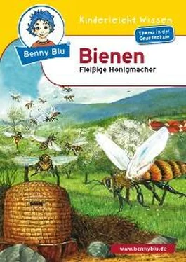 Johannes Flörsch Benny Blu - Bienen обложка книги