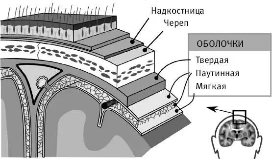 Рис 27 Оболочки головного мозга Mysid original by SEER Development Team - фото 27