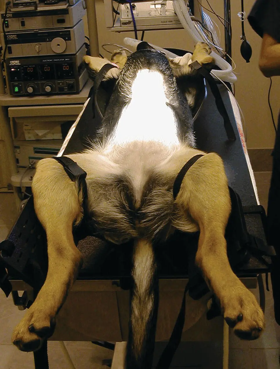 Figure 222 A large dog fixed in place on the TTT ready for performing a - фото 41