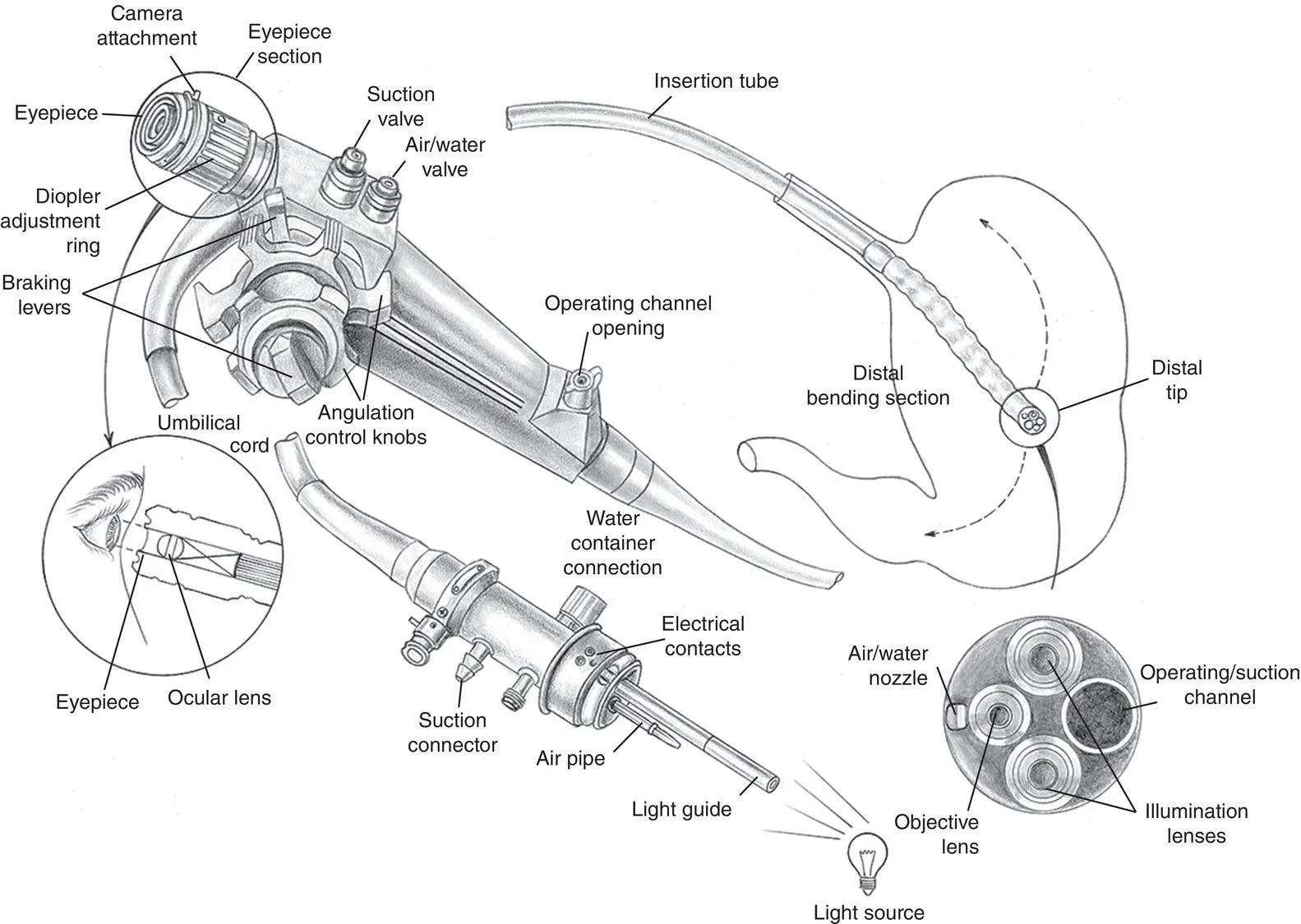 Figure 234 The anatomy of a flexible fiberoptic gastrointestinal endoscope A - фото 53