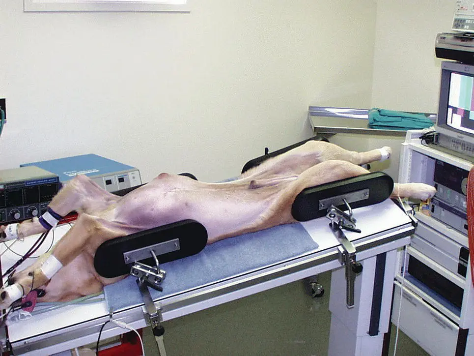 Figure 223 A DRE Panomed operating table for small animal use shown with the - фото 42