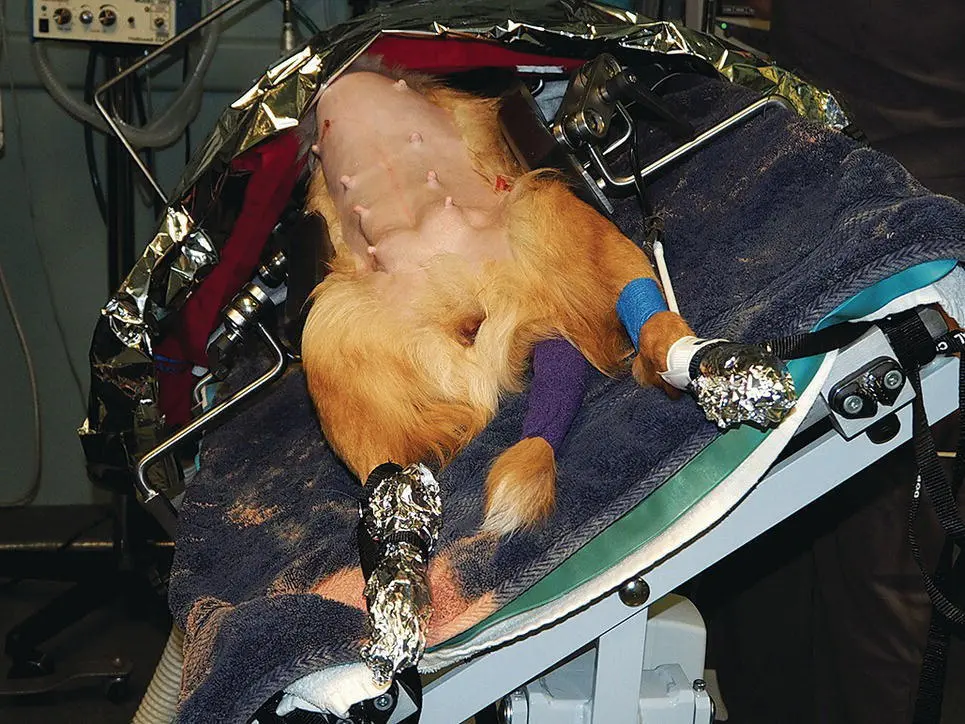 Figure 225 The same patient as seen in the Figure 224tilted to the right - фото 44