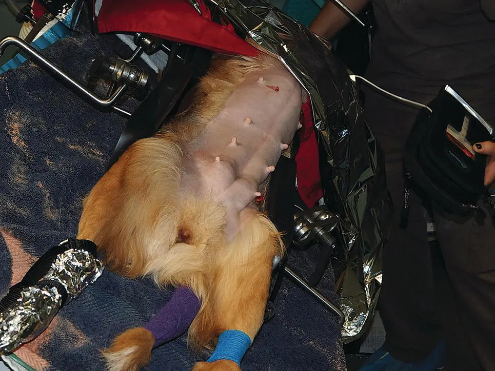 Figure 224 The DRE Panomed powered operating table for small animal practice - фото 43
