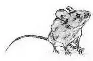 That is not a mouse he thought his heart pounding as he galloping a few paces - фото 70