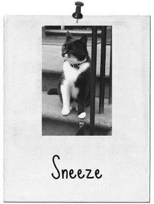 in which our hero rolls in cinnamon Library Cat nosed his way in through the - фото 107