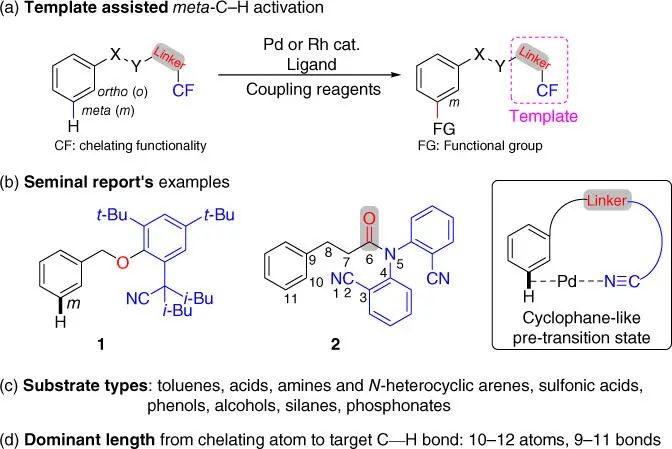 Scheme 21Directing template assisted meta C H bond functionalization Related - фото 53