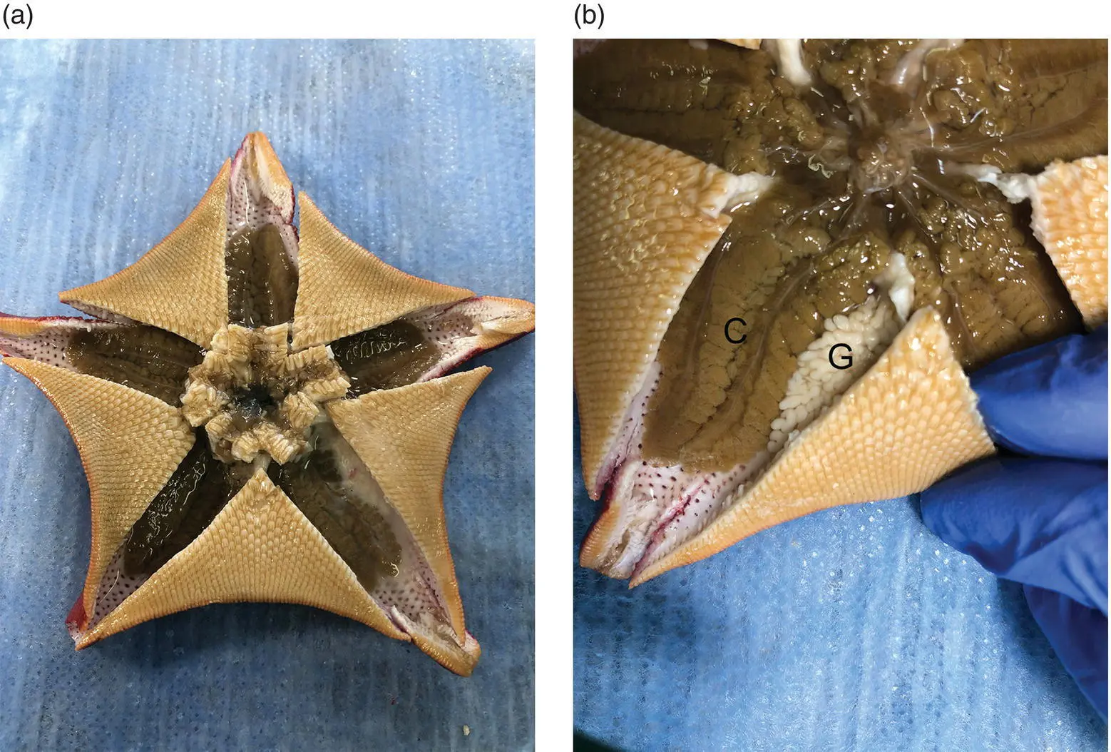 Figure 15 Gross necropsy image a of a bat star Patiria miniata open at - фото 6