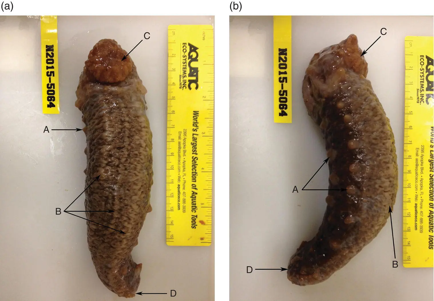Figure 14 Representative image of the ventral a and lateral b aspects of a - фото 5