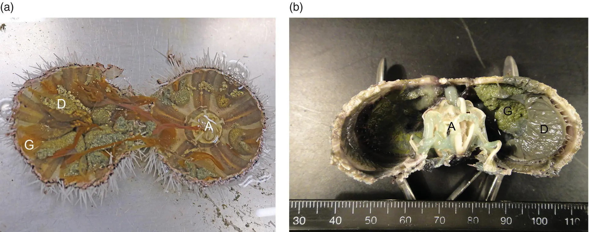 Figure 16 Gross necropsy images of urchin open at necropsy Images include a - фото 7