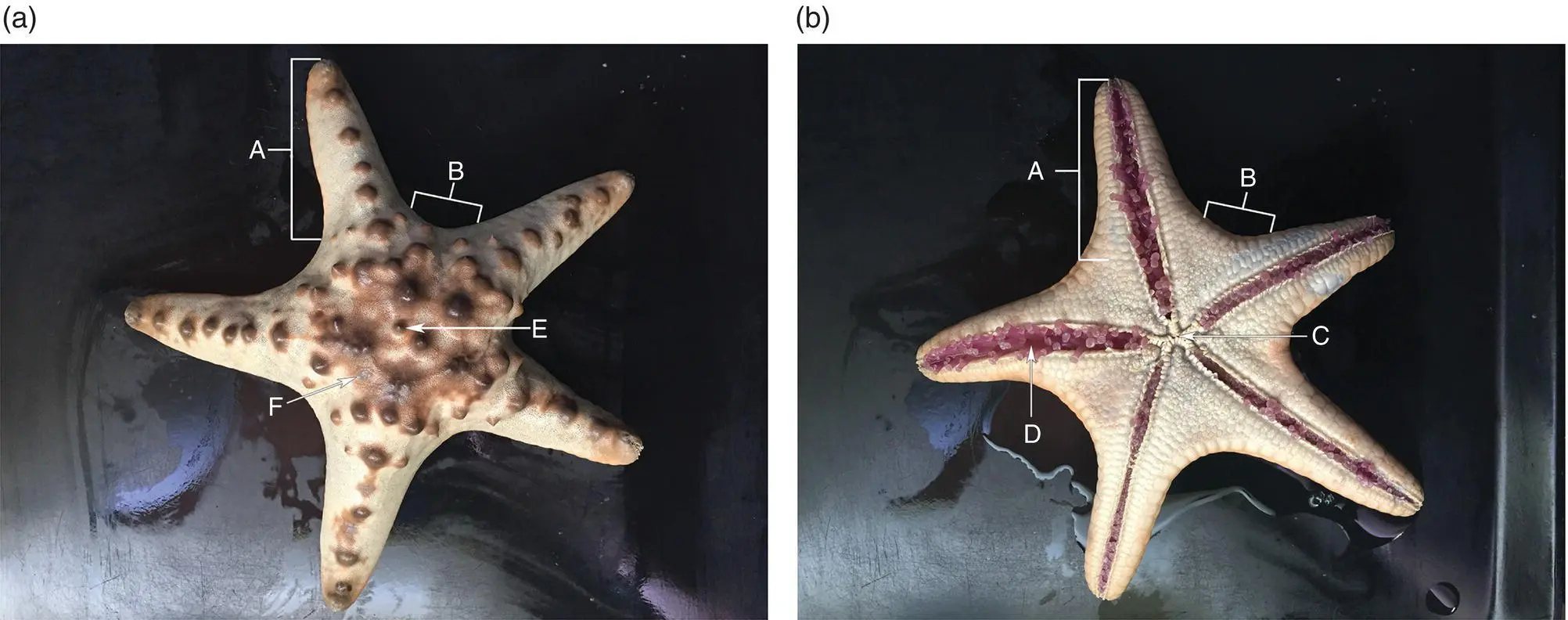 Figure 11 Representative image of the aboral a and oral b surface of a - фото 2