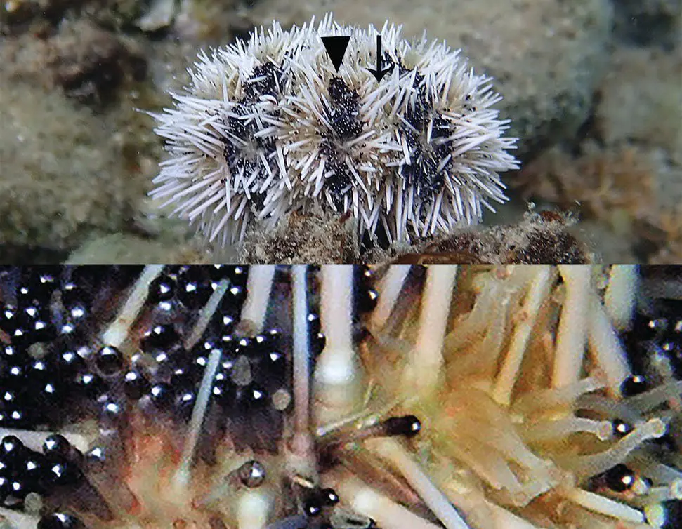 Figure 13 Image of a white sea urchin Tripneustes ventricosus - фото 4