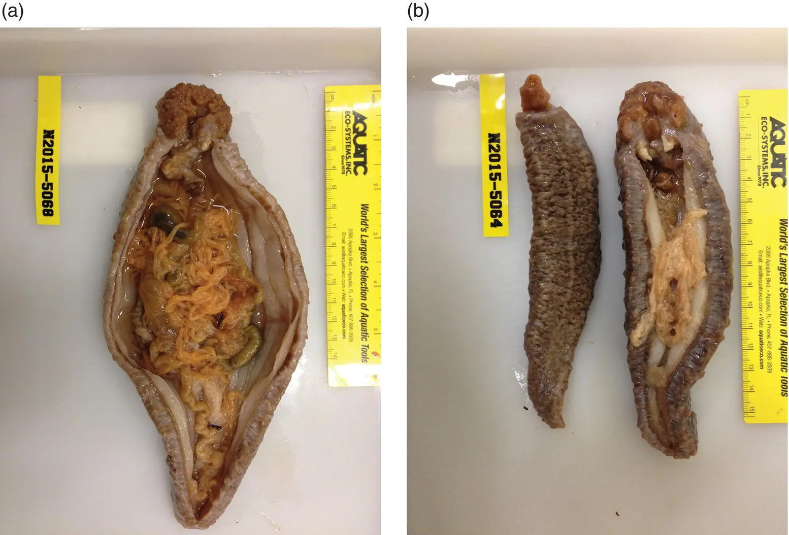 Figure 17 Gross necropsy images of a California giant sea cucumber opened - фото 8