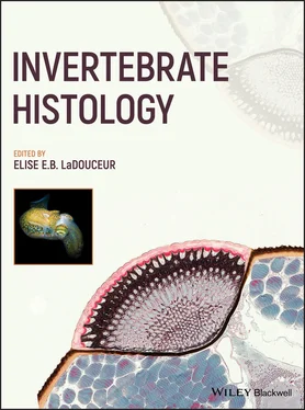 Неизвестный Автор Invertebrate Histology обложка книги