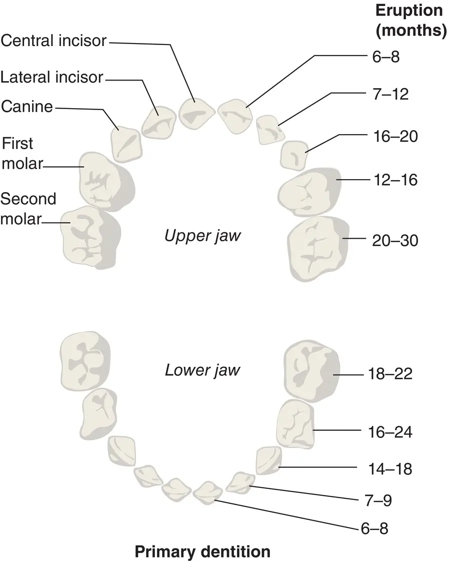 Figure 17 Primary dentition Source From 1 Reproduced with permission of - фото 11
