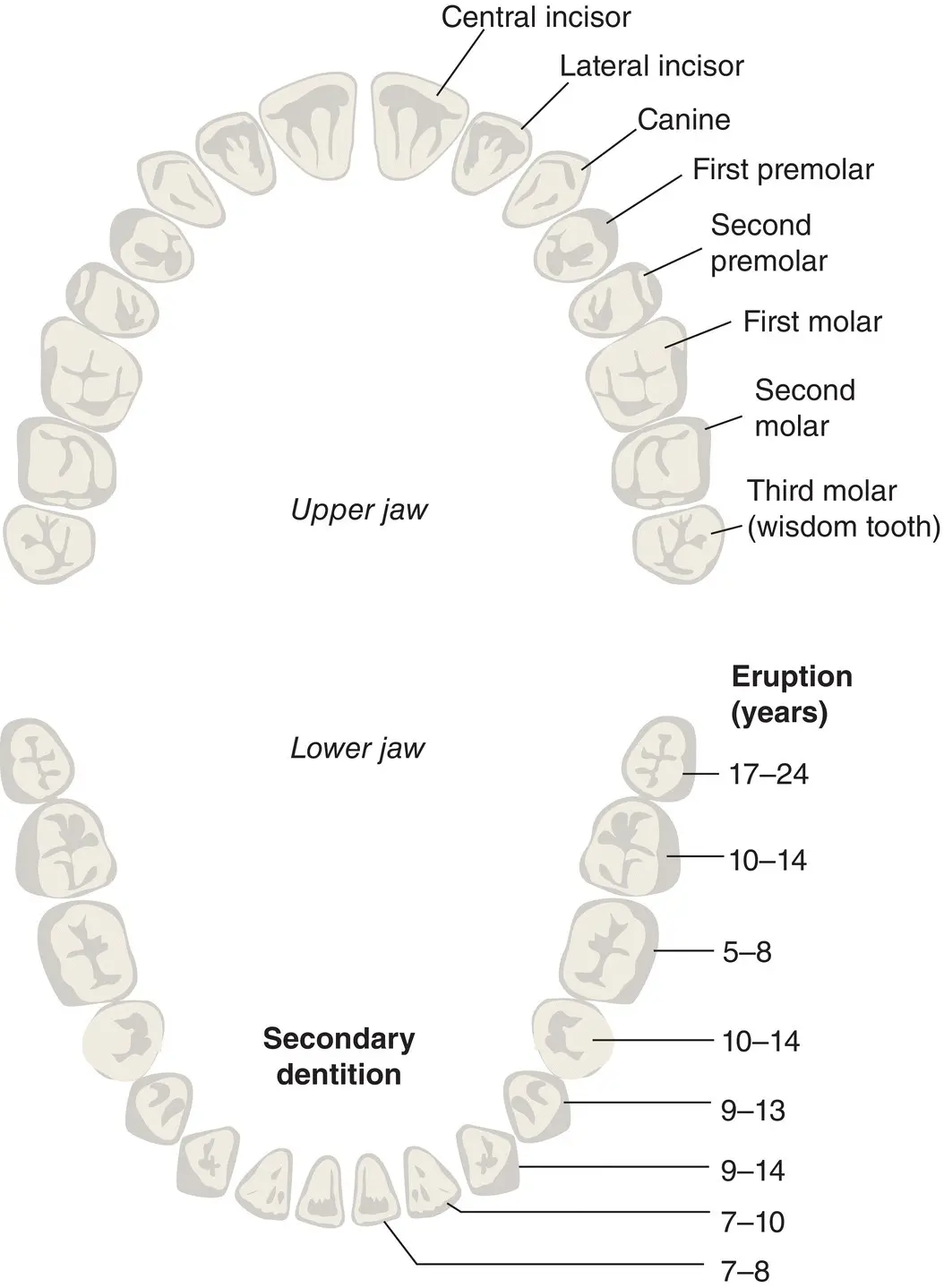 Figure 18 Secondary dentition Source From 1 Reproduced with permission of - фото 12