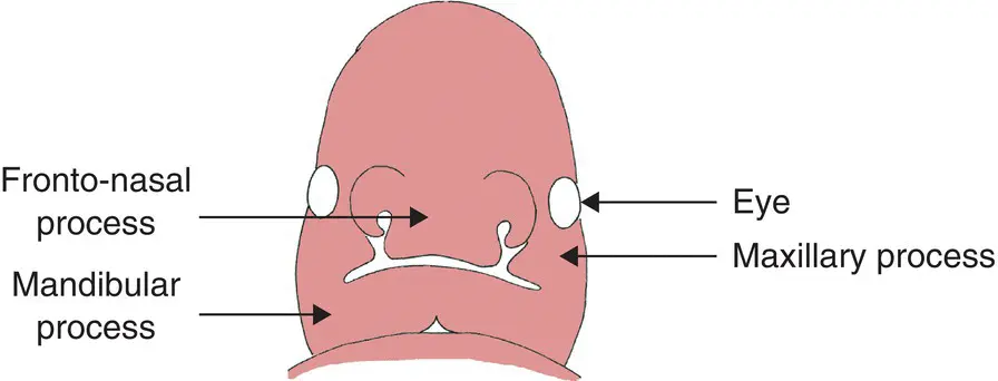 Figure 15 Facial development at 4 weeks in utero Source From 3 - фото 9