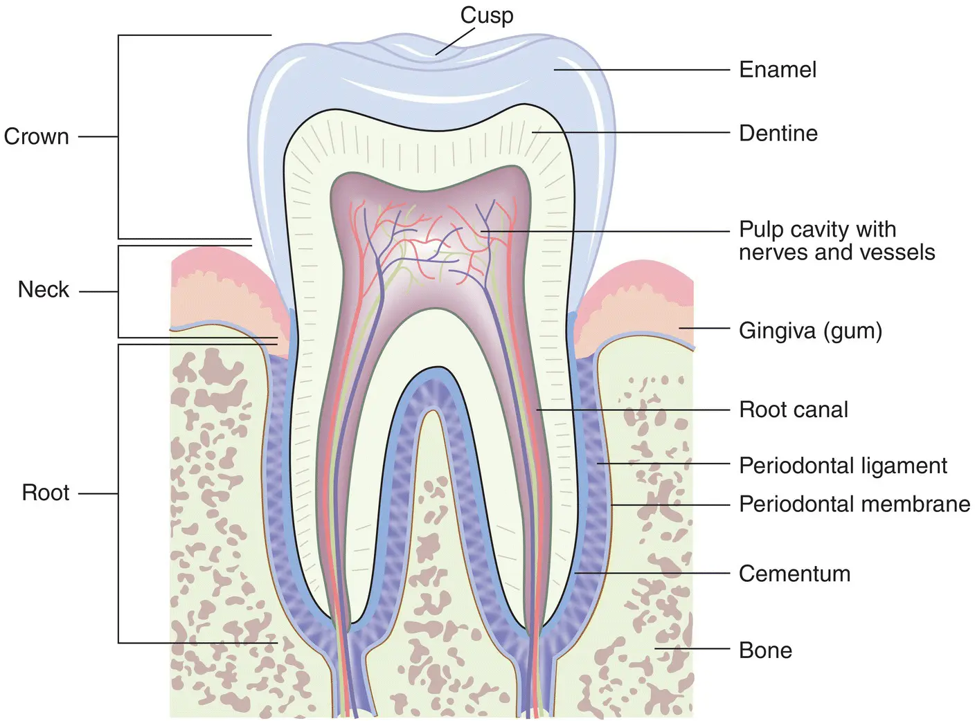 Figure 19 Structure of the tooth Source From 1 Reproduced with permission - фото 13