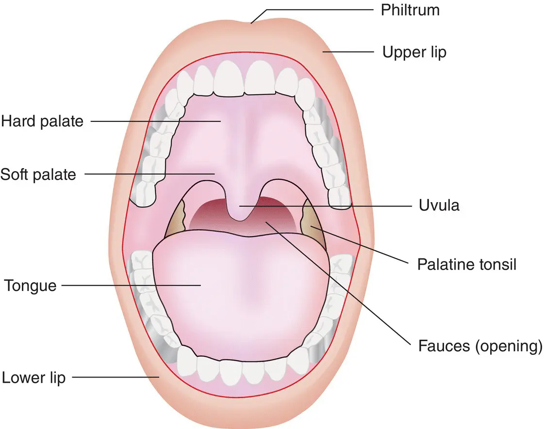 Figure 11 Structure of the oral cavity Source From 1 Reproduced with - фото 5