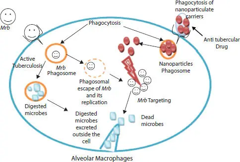 Figure 22b Mechanism of drug delivery in tuberculosis i Delivery of - фото 9