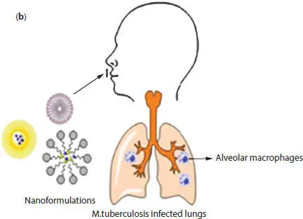 Figure 22b Mechanism of drug delivery in t - фото 7