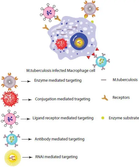 Figure 22b Mechanism of drug delivery in tuberculosis i Delivery of - фото 8