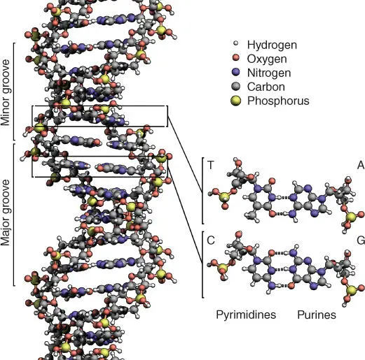 Figure 14The structure of the DNA double helix The atoms in the structure are - фото 7