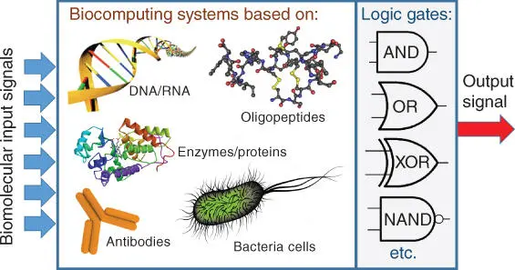 Figure 12Biomolecular computing systems mimicking operation of different - фото 5