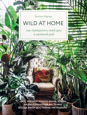 Хилтон Картер Wild at home. Как превратить свой дом в зеленый рай обложка книги