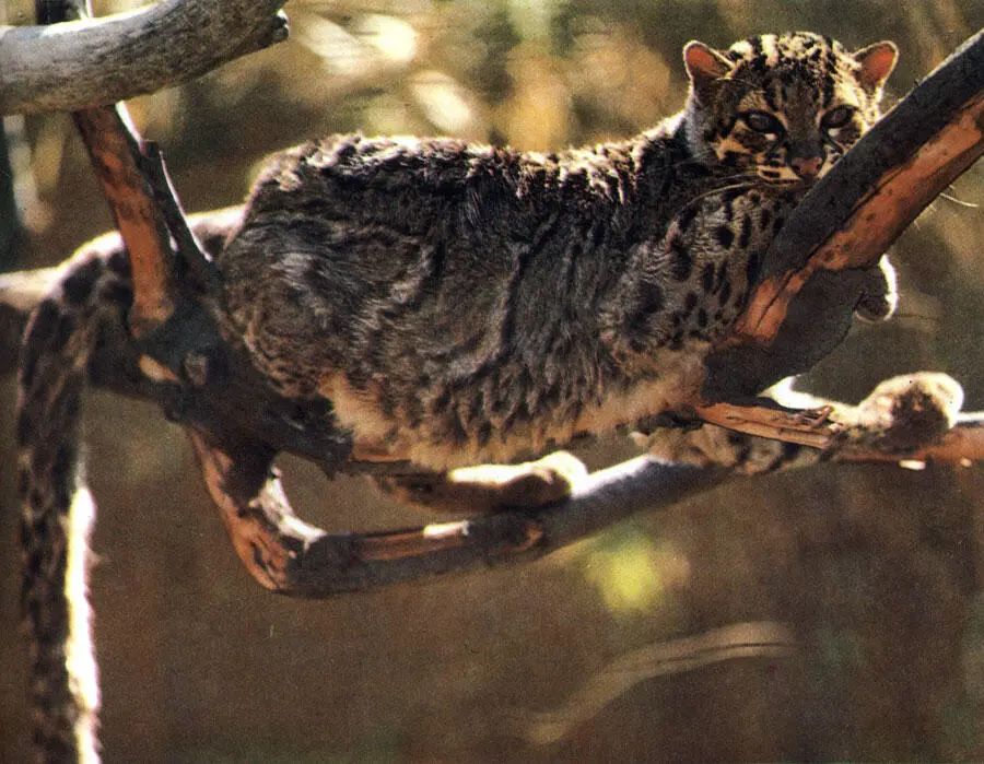 Мраморная кошка Тигровая кошка Фейерверк кошек Старого Света - фото 169