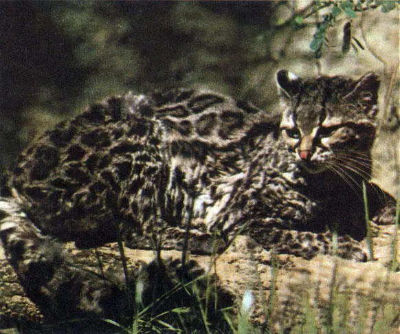 Тигровая кошка Фейерверк кошек Старого Света Изображенные на этих - фото 170