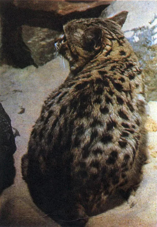 Африканская черноногая кошка Леопардовая кошка Леопардовая кошка вверху - фото 172
