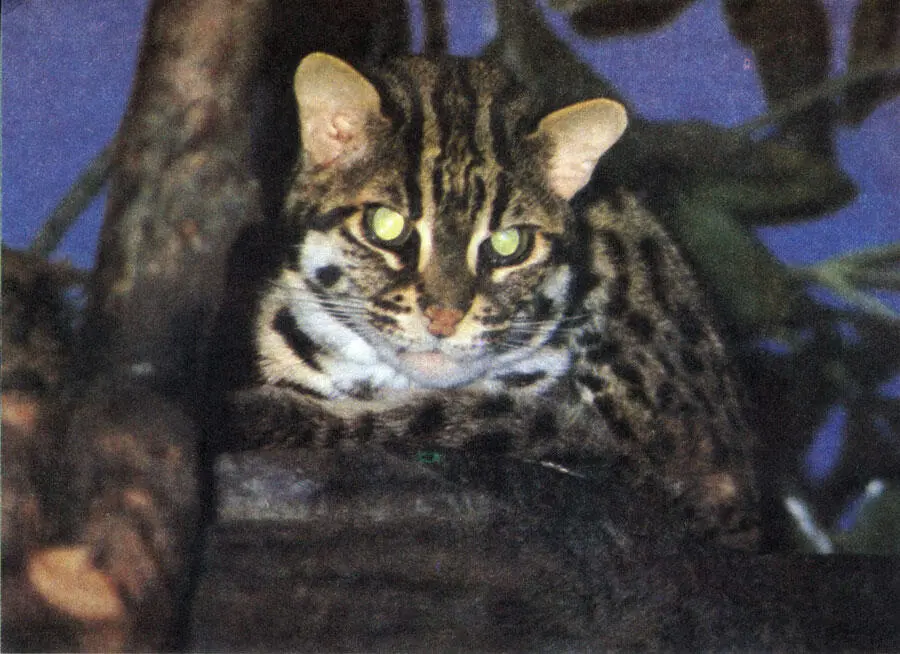 Леопардовая кошка Леопардовая кошка вверху лишь отдаленно напоминает своего - фото 173